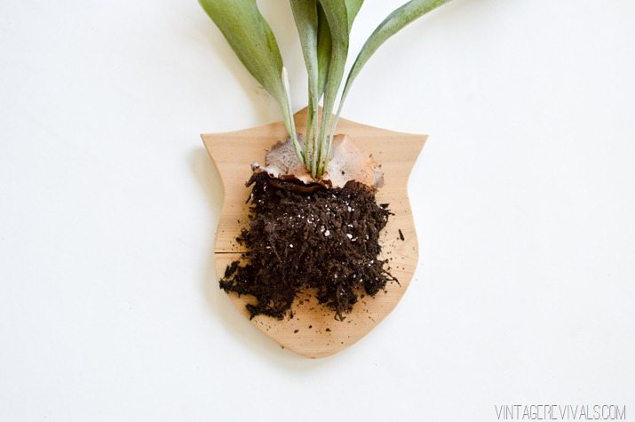 How to Mount a Staghorn Fern