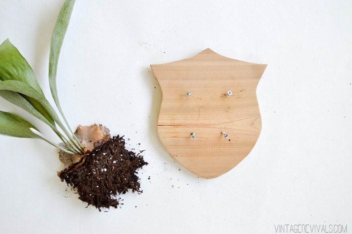 How to Mount and Care For a Staghorn Fern-14