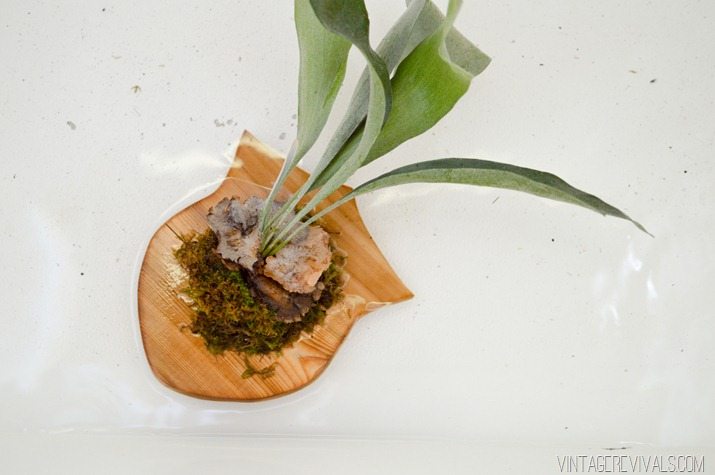 How to Water a Mounted Staghorn Fern