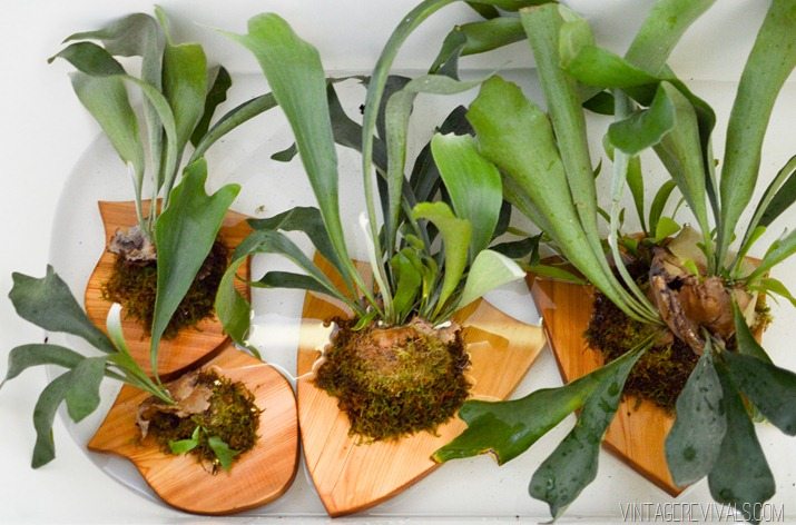 Watering A Staghorn Fern