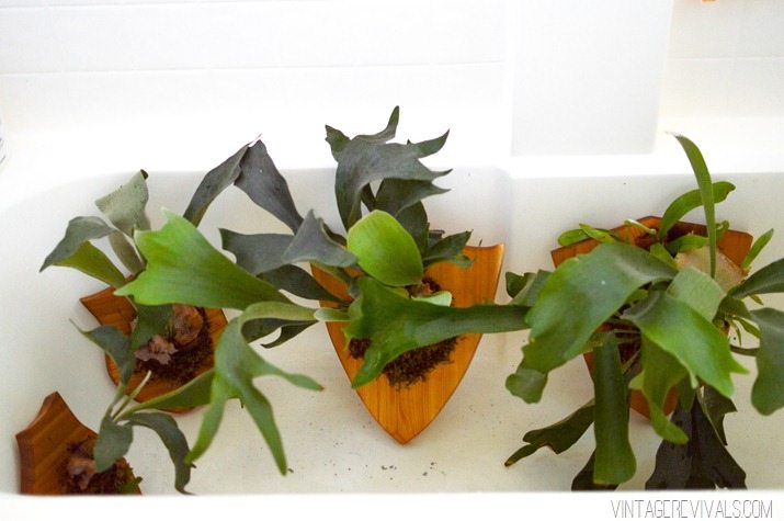 How to Mount and Care For a Staghorn Fern-23