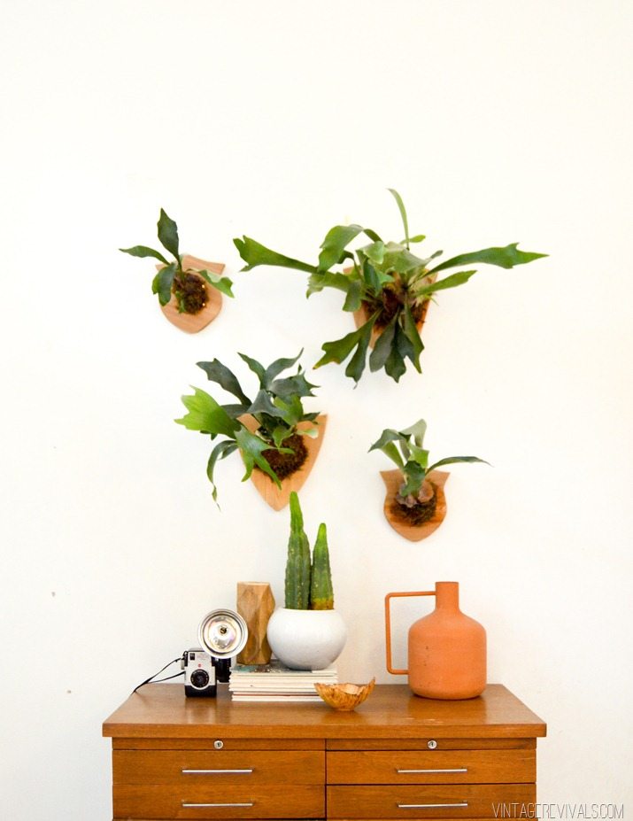 How to Mount and Care For a Staghorn Fern