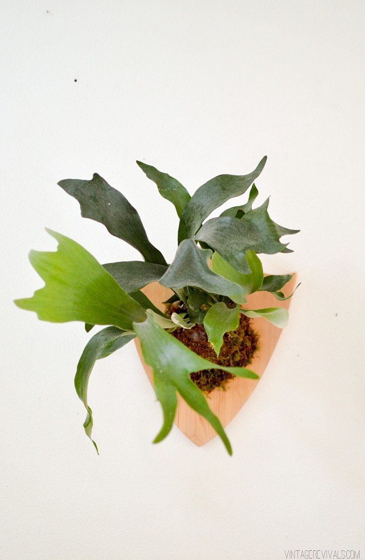 Staghorn Fern