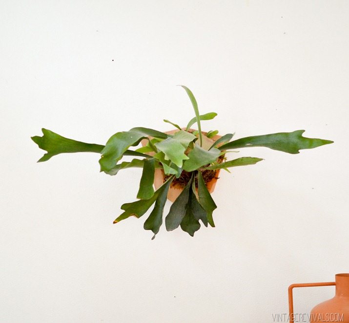 Staghorn Fern Mount