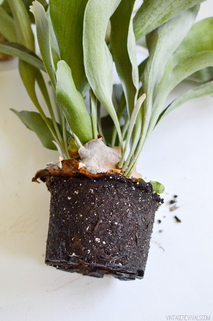 How To Mount And Care For A Staghorn Fern Vintage Revivals