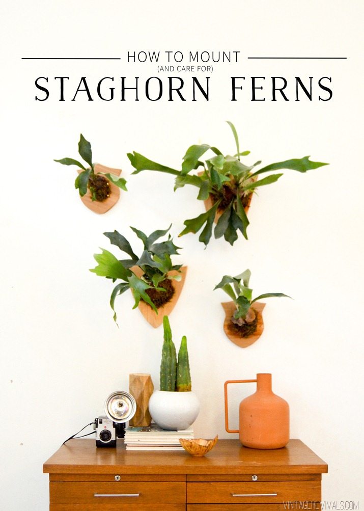 How to Mount (and Care for) a Fern • Vintage