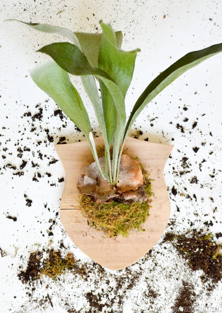 Staghorn Fern