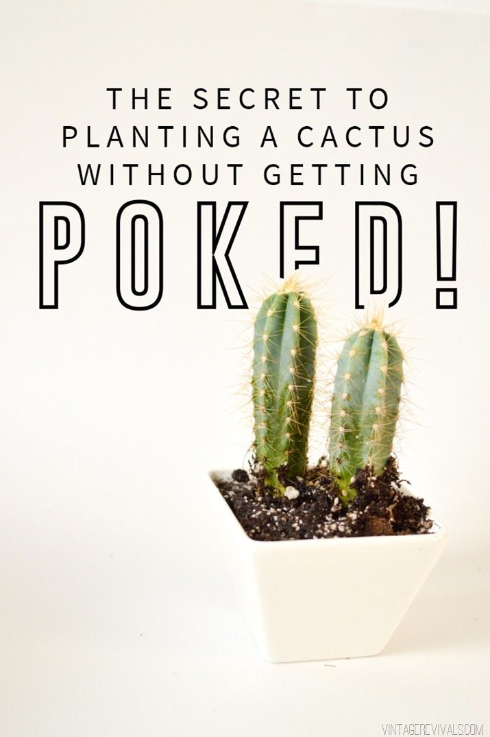 The Secret To Planting A Cactus Without Getting Poked (It's Awesome!!)