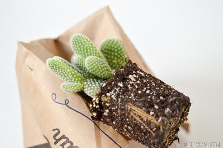 The Secret To Planting Cactus Without Getting Poked-7