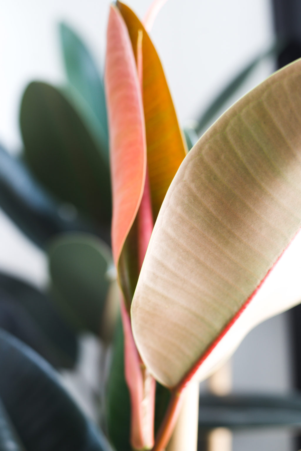 Rubber Plant New Growth | Vintage Revivals