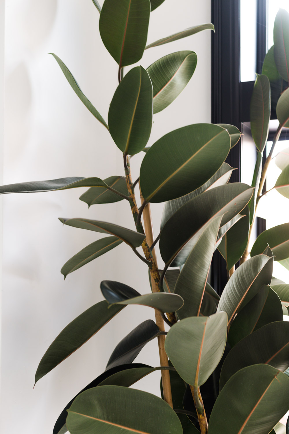 A Complete Guide To Caring For Rubber Plants and Answers to Why