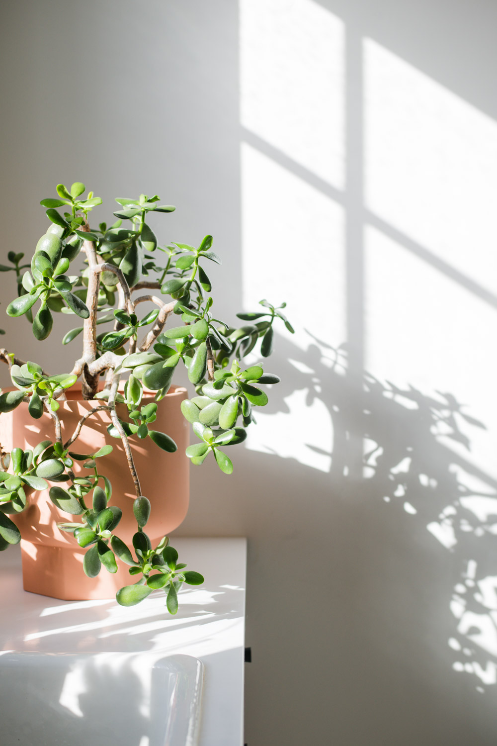 Interior Jade Plant in full sun