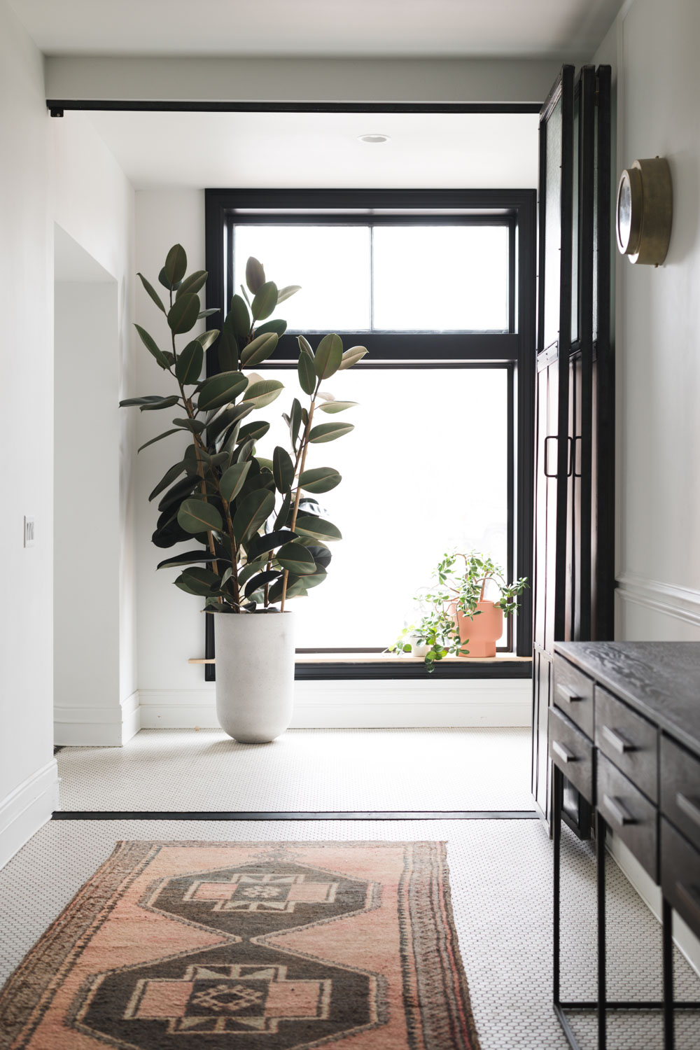 Rubber Plant in tall planter next to a large window with vintage coral rug