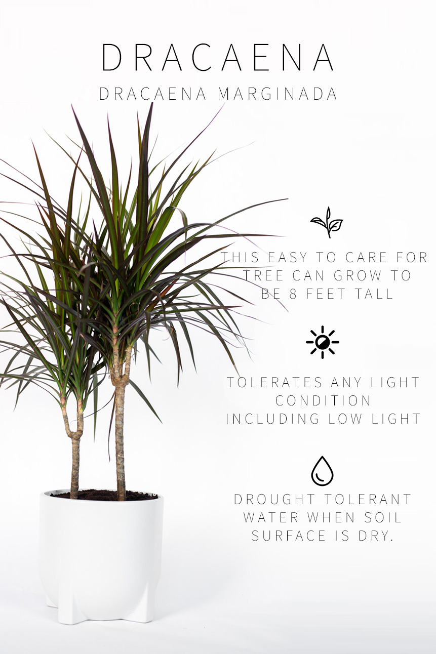 houseplants that need little light