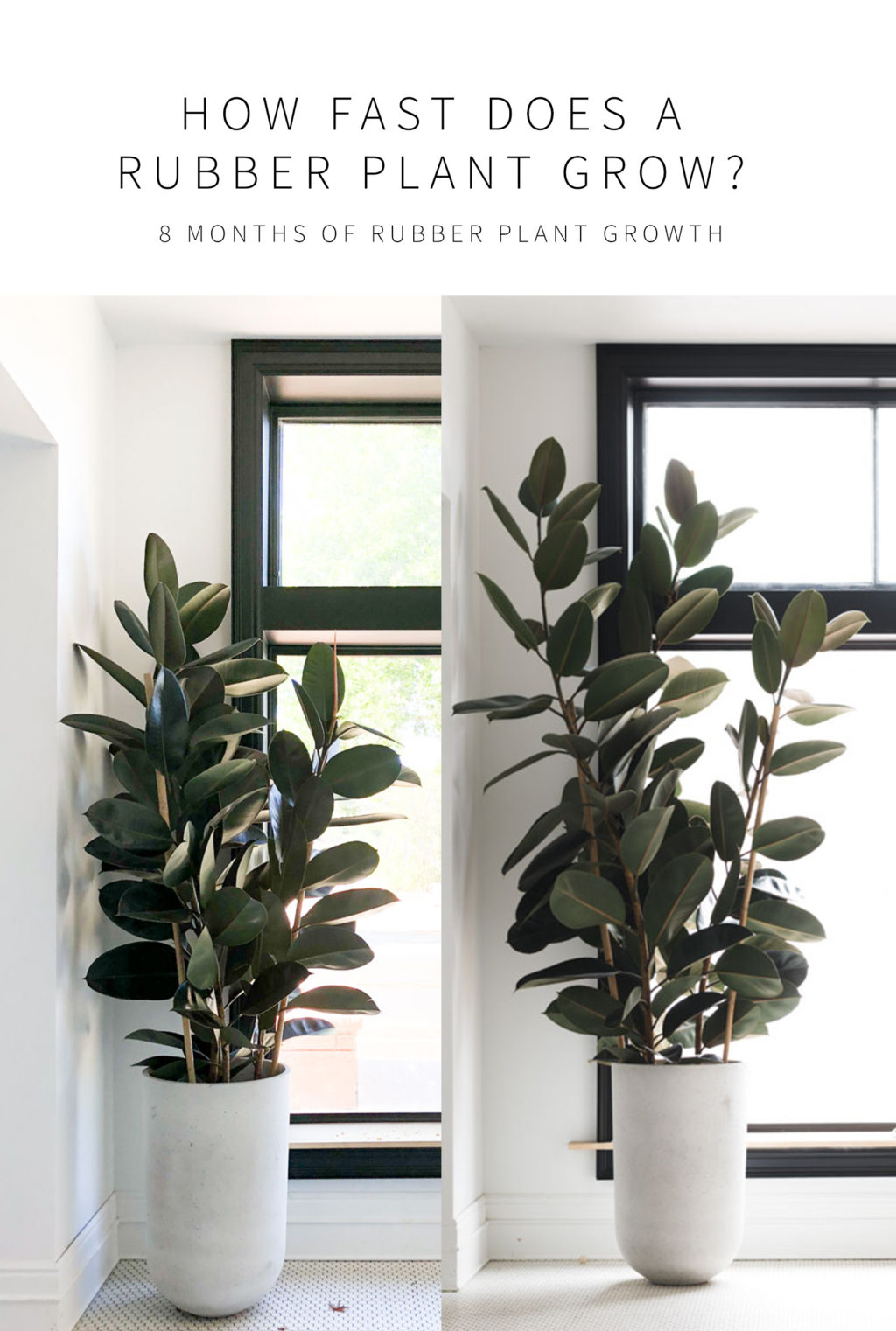 Side by side comparison of rubber plant growth over an 8 month period of time