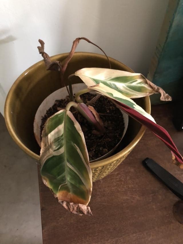 Dying Rubber Plant with yellow and brown droopy leaves in planter