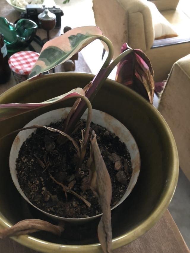 Dying Rubber Plant with yellow and brown droopy leaves