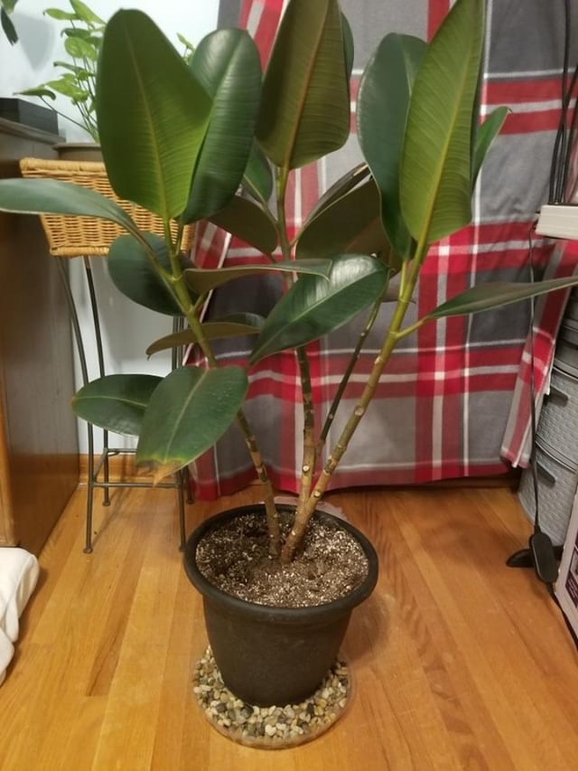 Rubber plant with brown leaves in planter