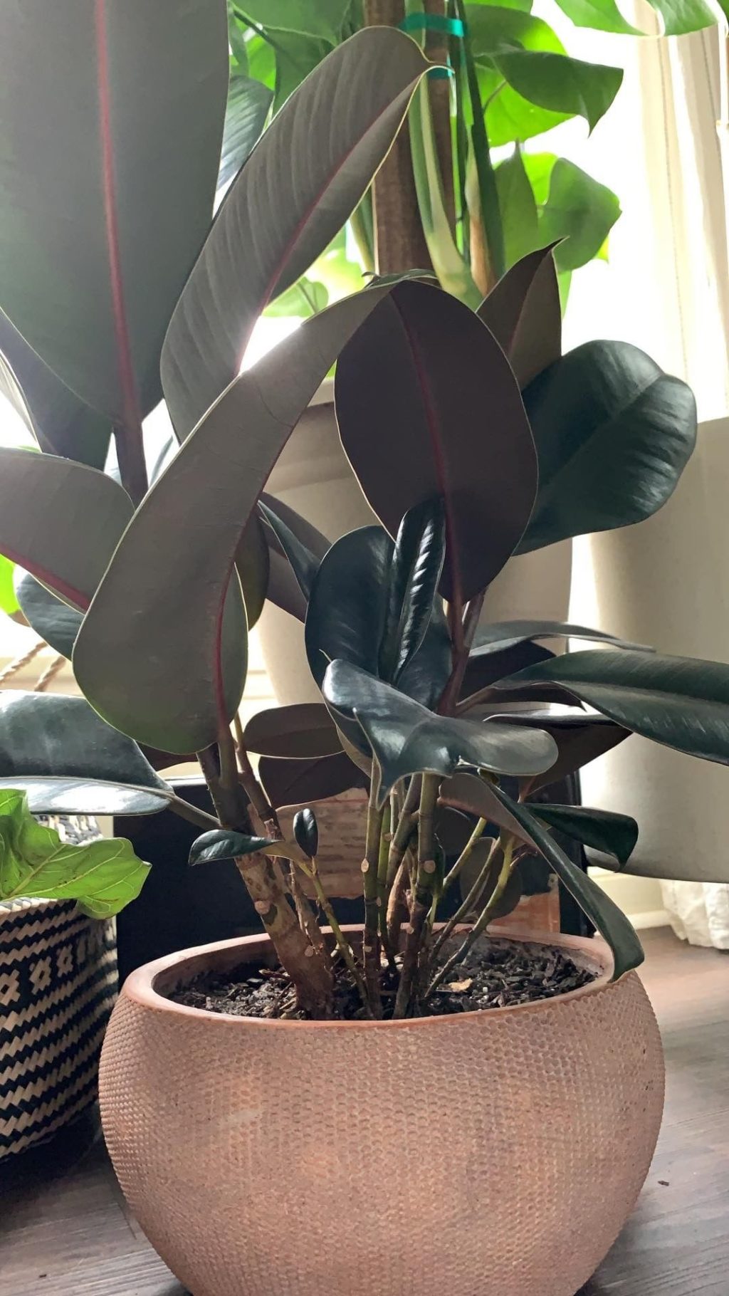Full Rubber Plant with missing leaves on the bottom
