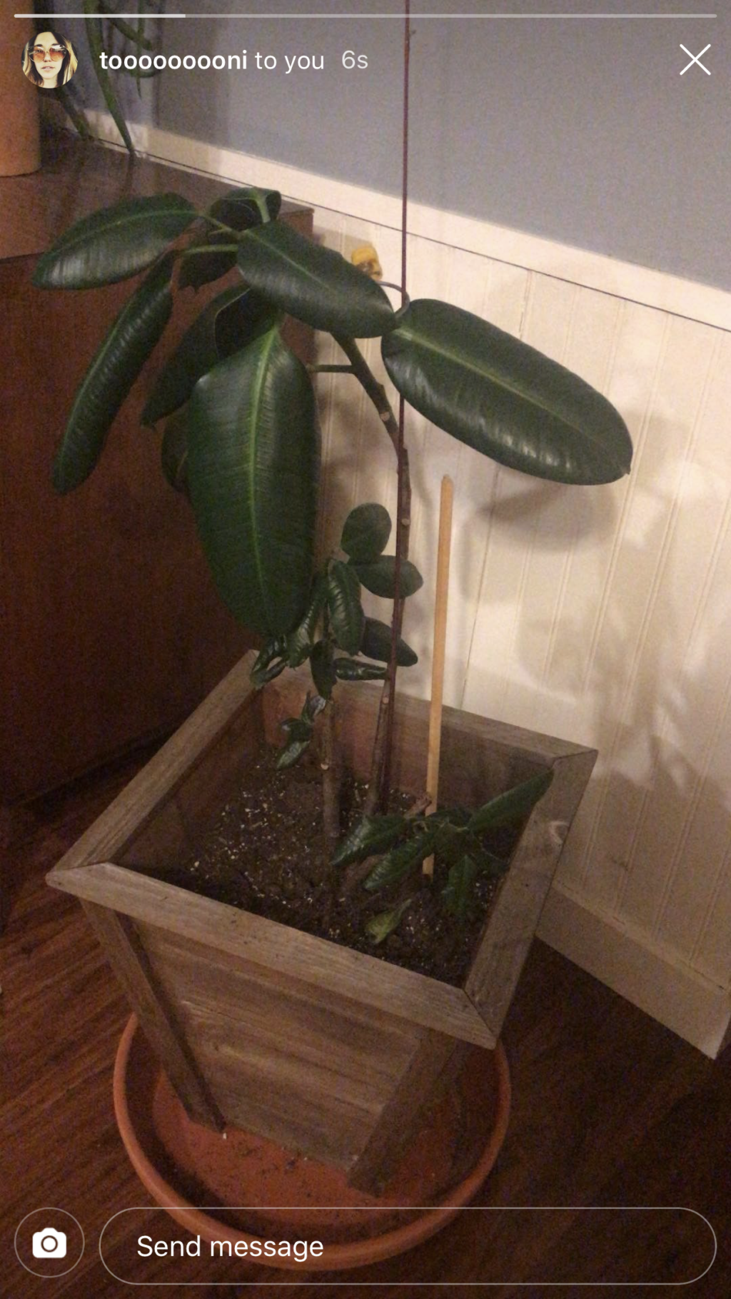 A Complete Guide To Caring For Rubber Plants and Answers to Why ...