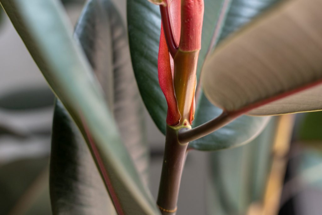 A Complete Guide To Caring For Rubber Plants and Answers to Why Yours Might  Be Dying • Vintage Revivals