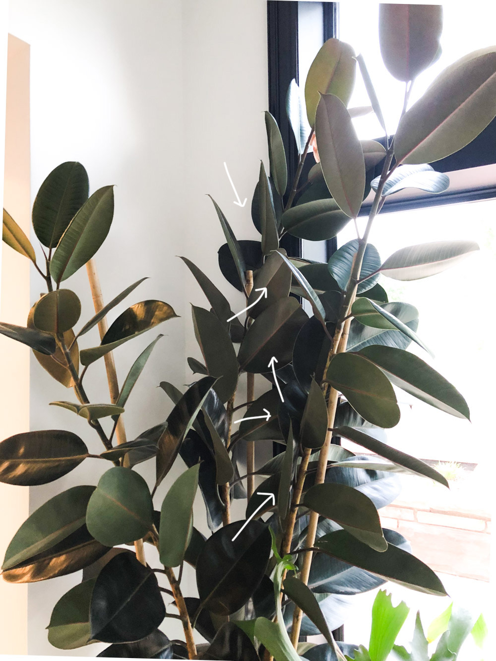 Rubber plant leaves standing vertical 