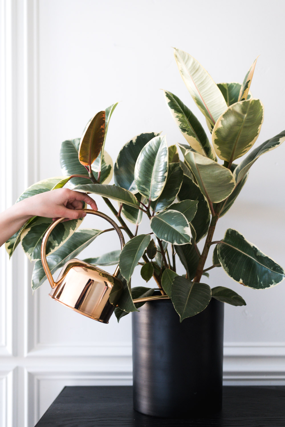 Variegated Rubber Plant in black planter with copper watering can