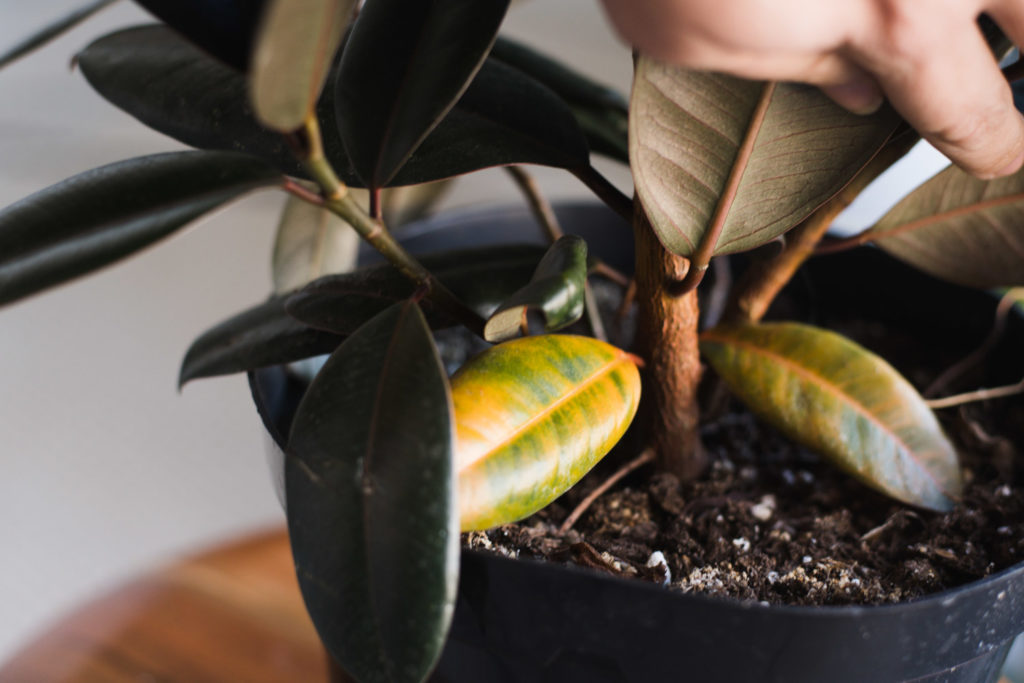 Rubber Plant — Plan A Plant