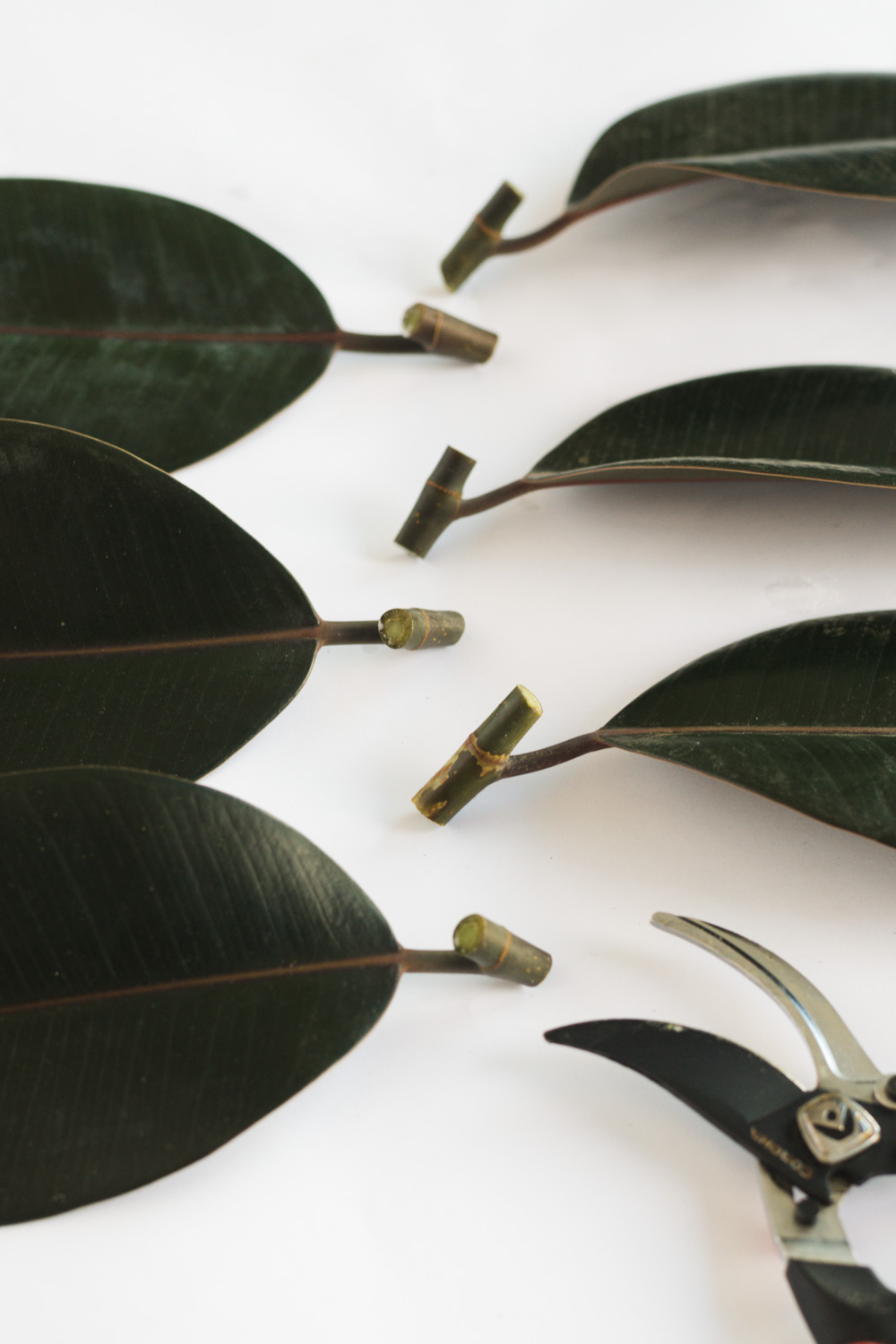 A Complete Guide To Caring For Rubber Plants and Answers to Why ...