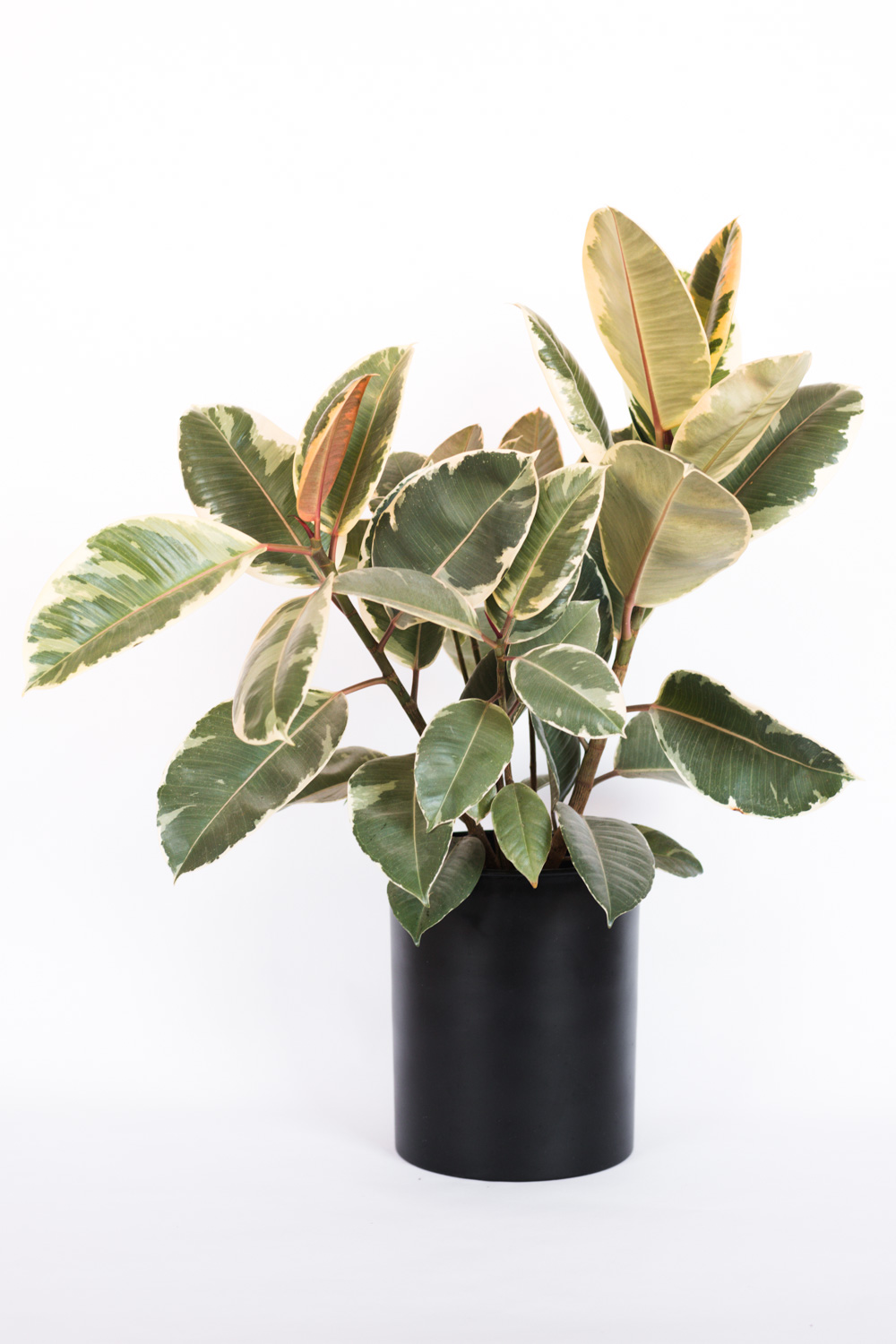 Variegated Rubber Plant in black planter
