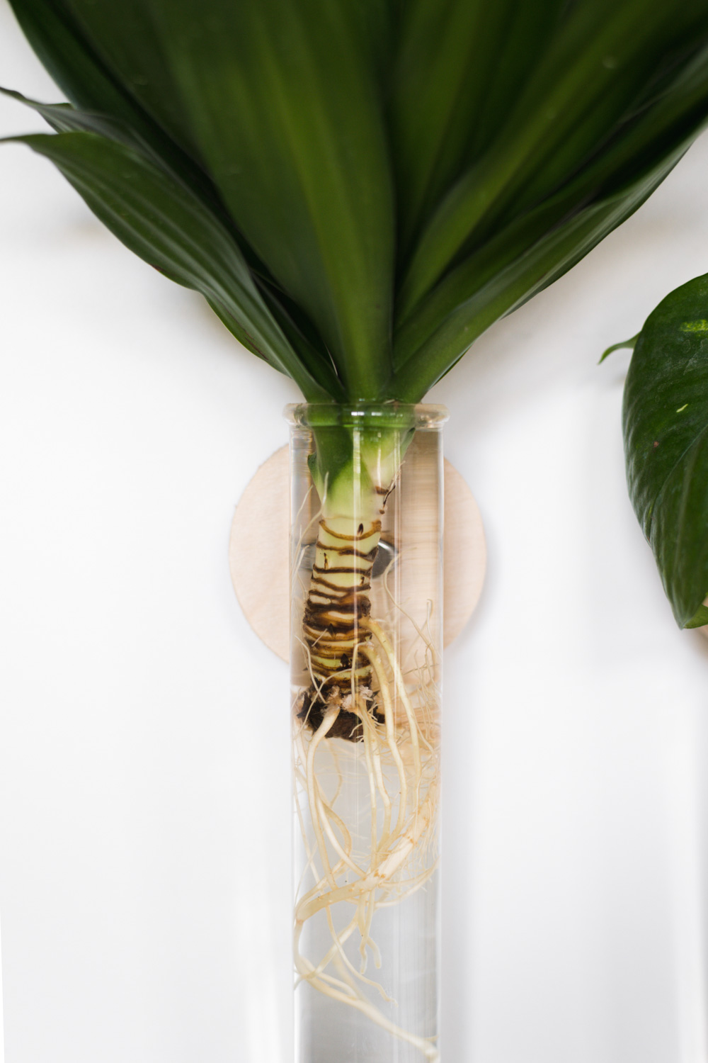 Dracena Plant with new roots sprouting in test tube planter