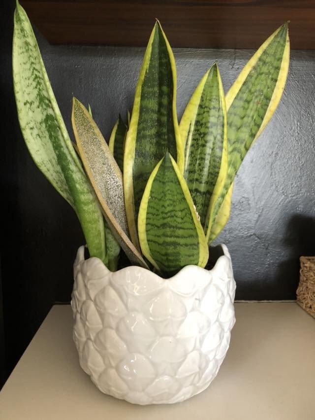 Snake plant with scale in white planter