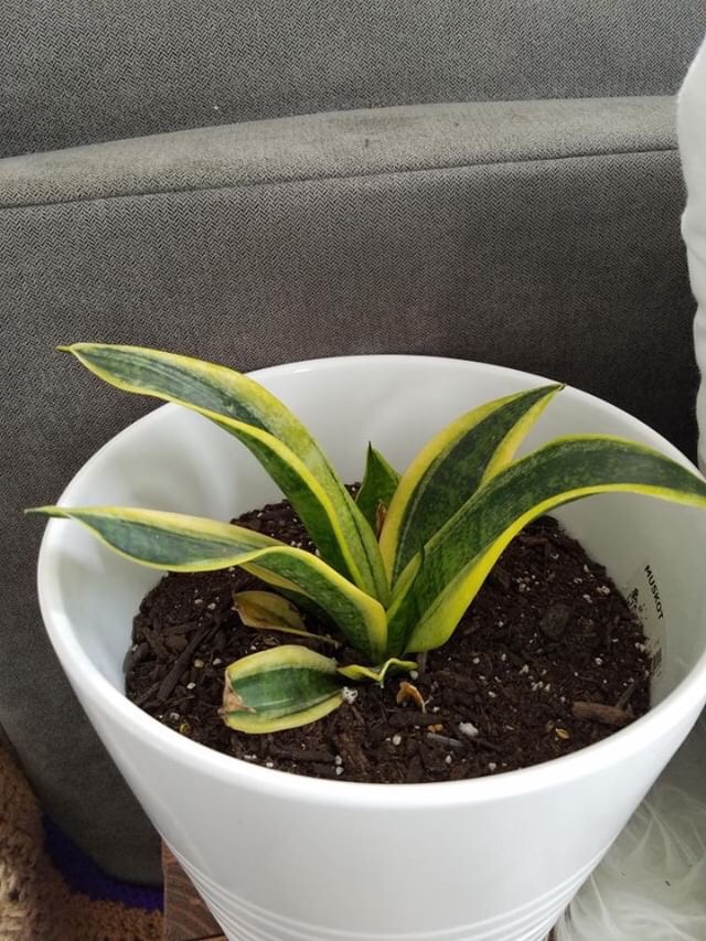 Small snake plant in white planter