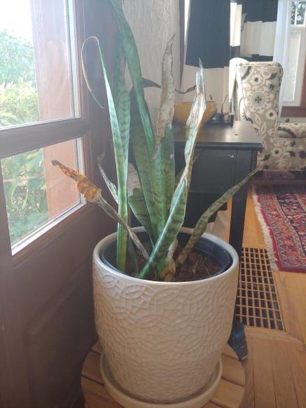 Snake plant with brown dry leaves