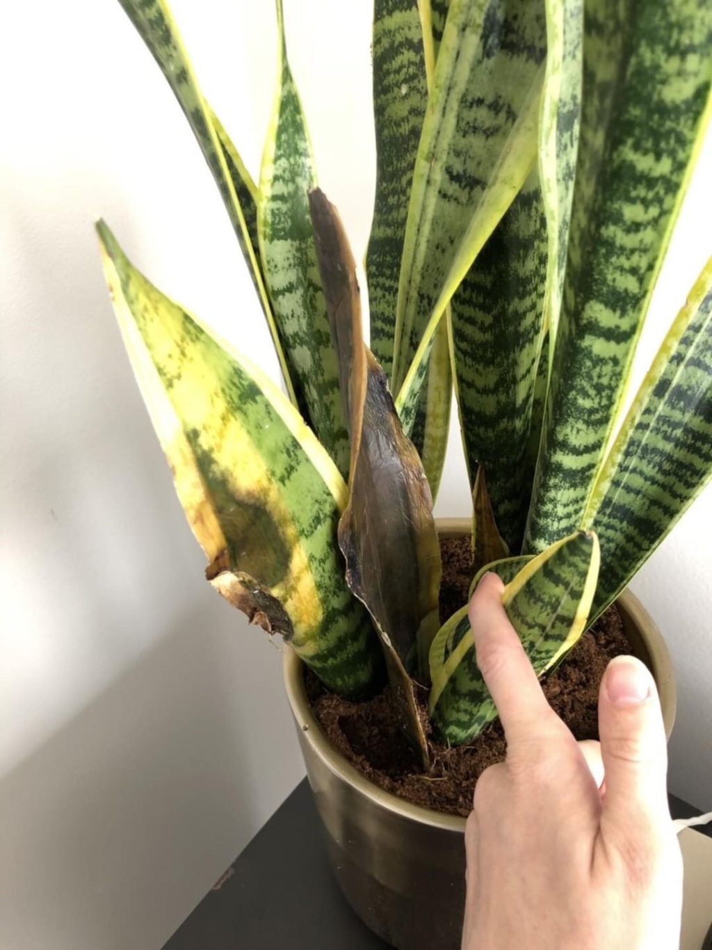 Snake plant with brown leaf