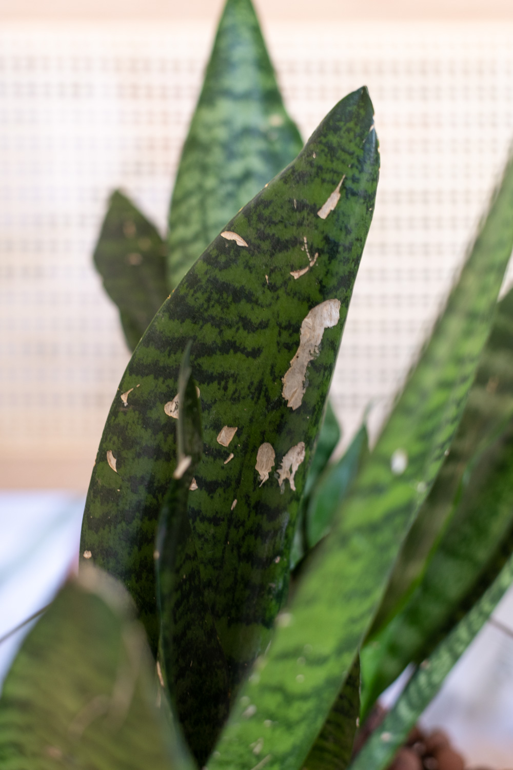 Snake plant with gashes taken out of the leaves