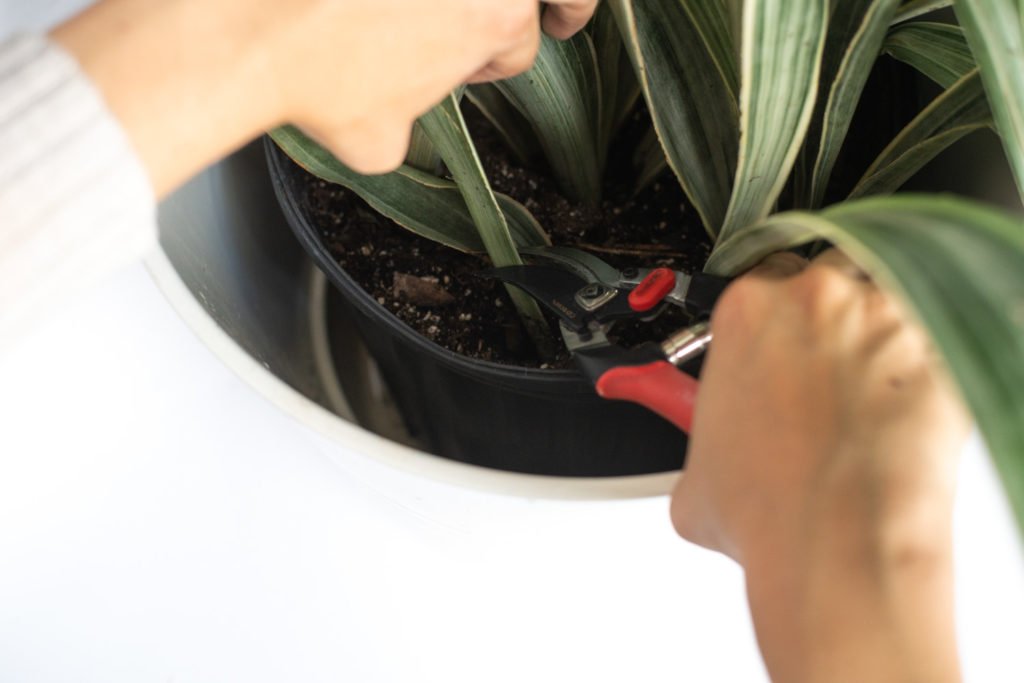 Hands cutting a blade of sansevieria at the root
