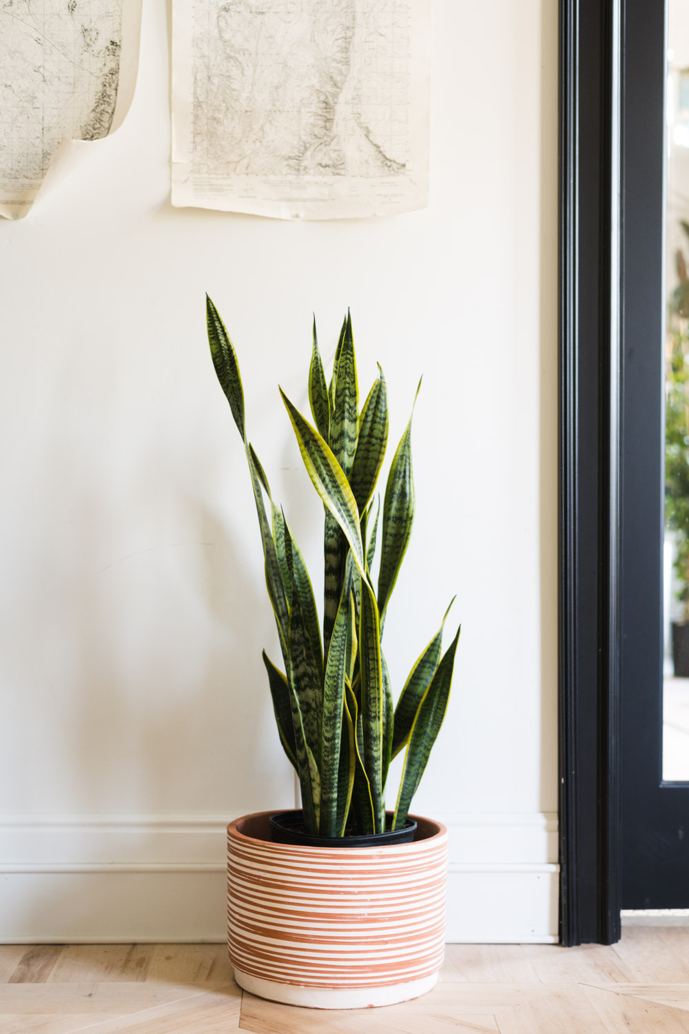 Snake plant in striped terra cotta planter