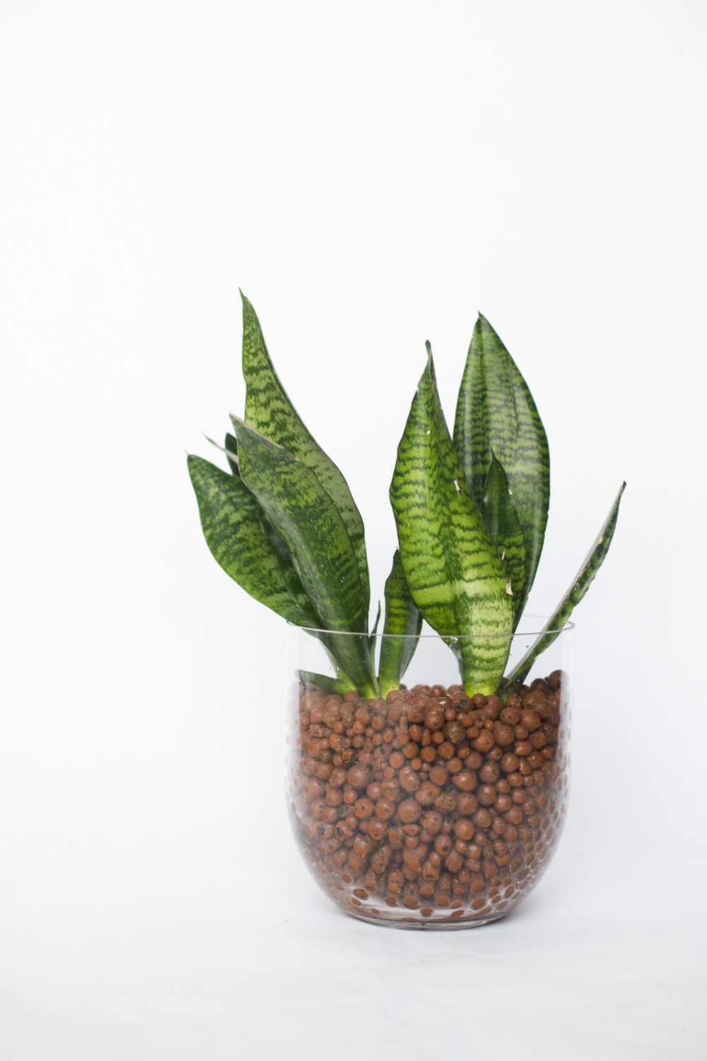 Robusta snake plant in glass planter with terra cotta beads