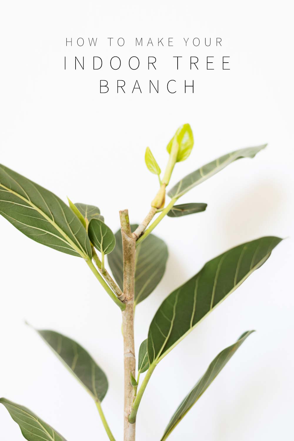 How to Get Your Rubber Plant, Fiddle Leaf Fig, (and Other Ficus Trees!) to  Branch • Vintage Revivals