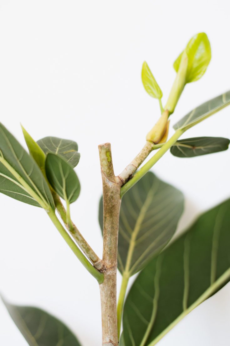 How To Make Your Ficus Branch | Happy Happy Houseplant