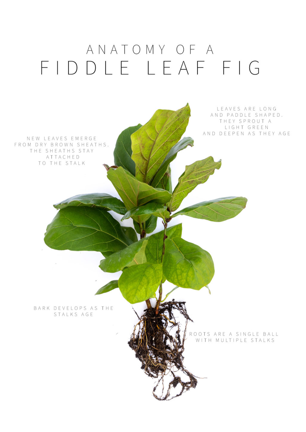 Anatomy of a Fiddle Leaf Fig Plant
