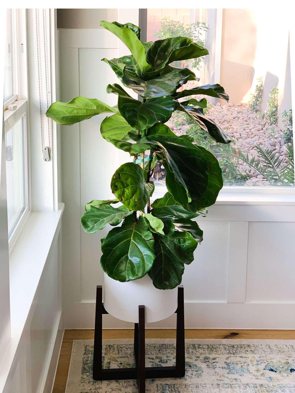 How To Grow A Fiddle Leaf Fig - www.inf-inet.com